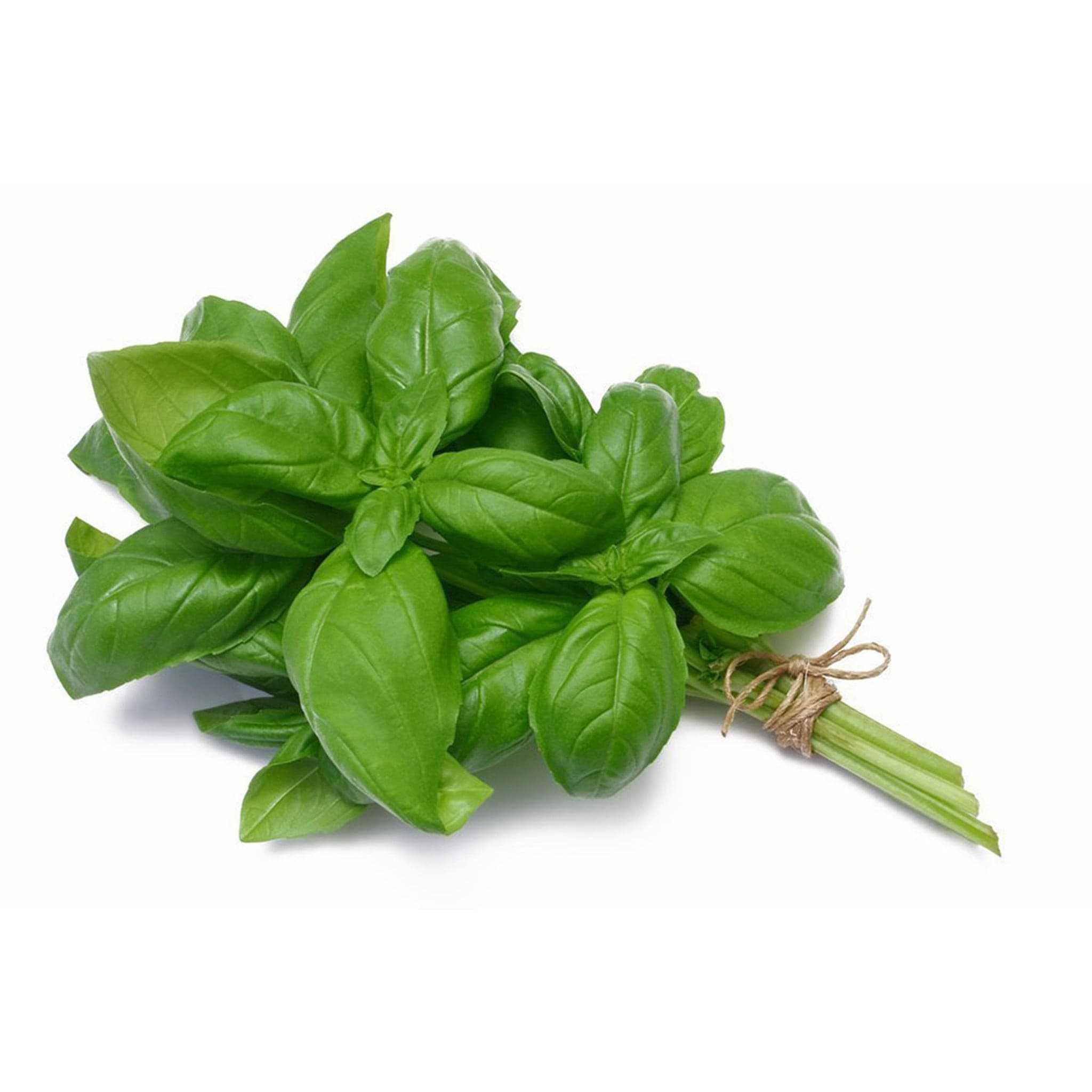 Basil Leaves Fresh Club