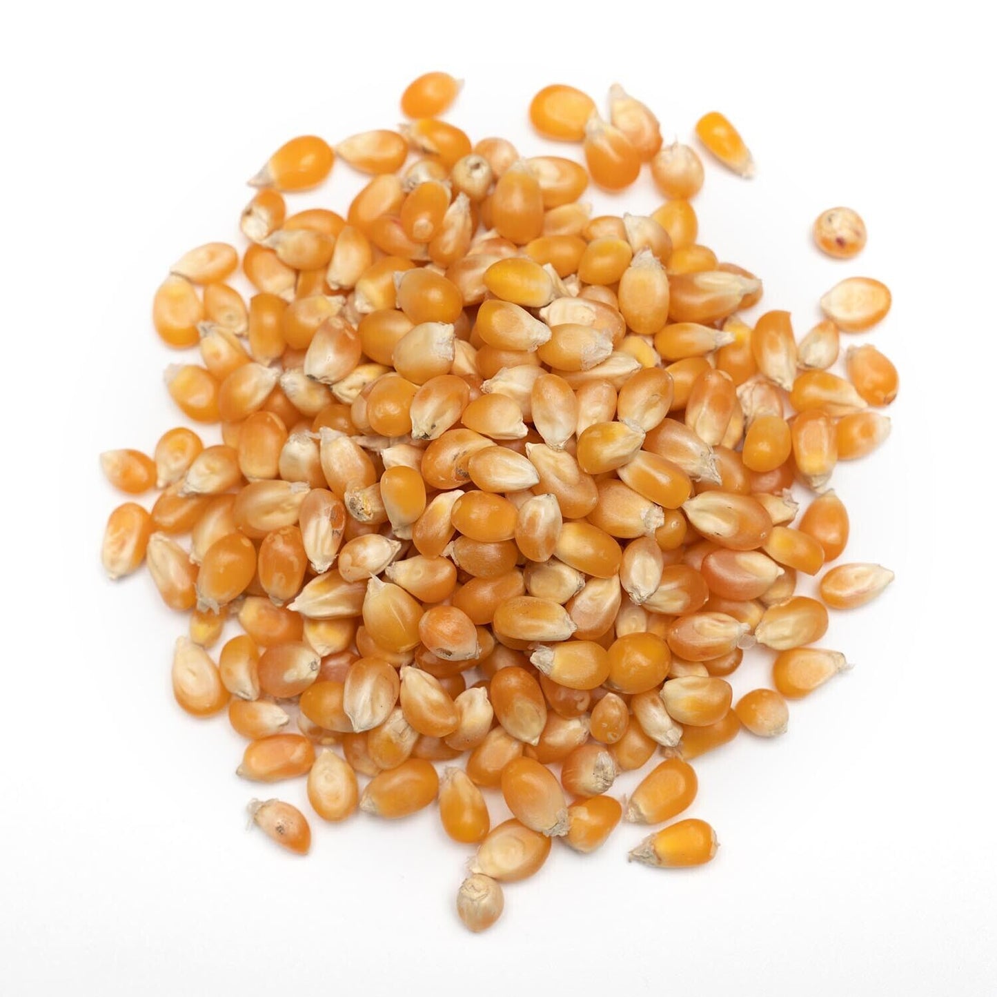 Popcorn Kernel Seeds