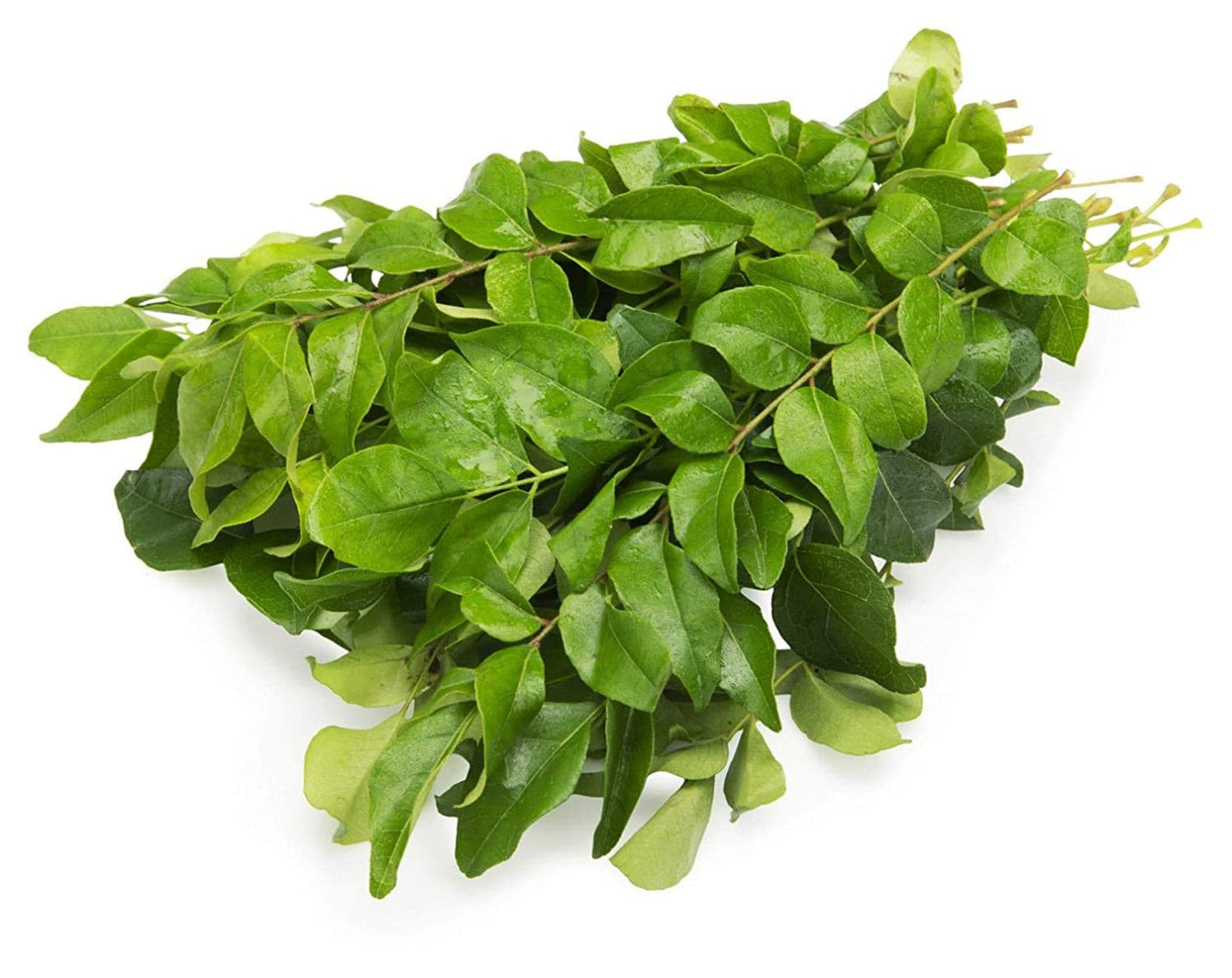Curry Leaves (7036977447099)