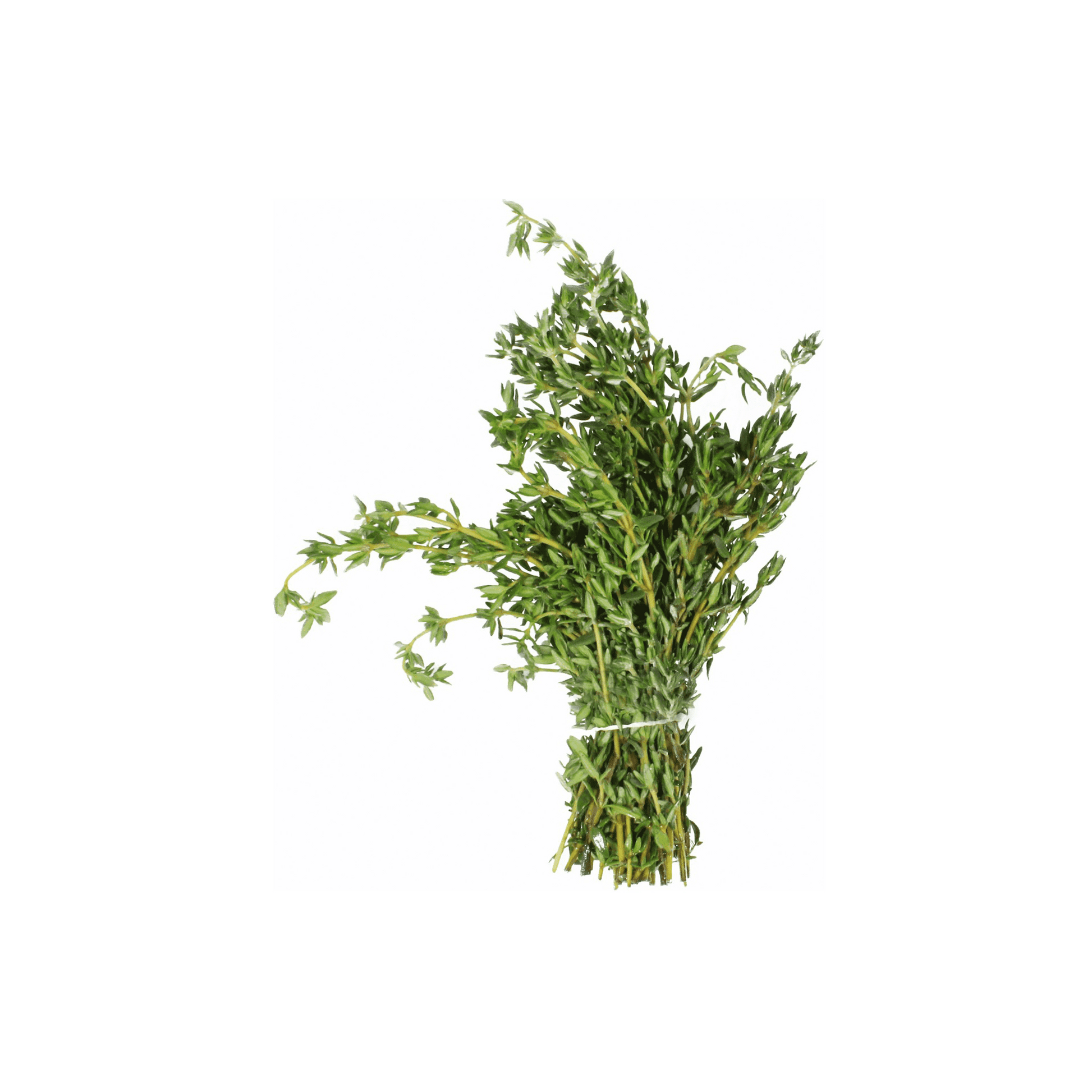 Thyme.