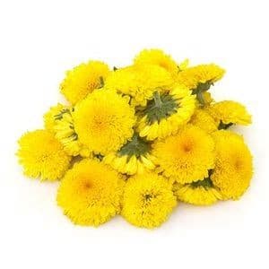 Chrysanthemum/Chamathi Puvvulu - Yellow.