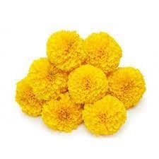 Marigold/Banthi puvvu- yellow near me.